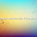 Question : comment prendre soin d’une plante de cannabis